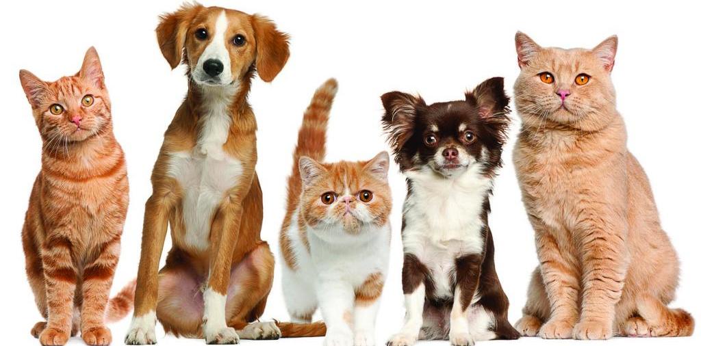 Доска объявлений о животных | ЗооТом - продажа, вязка и услуги для животных в Нижней Салде