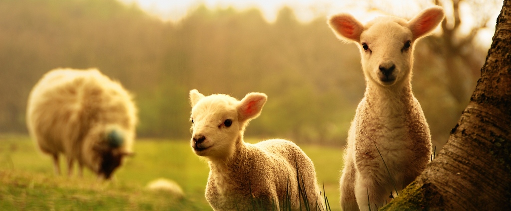 Объявления о сельскохозяйственных животных | ЗооТом - продажа, вязка и услуги для животных в Нижней Салде