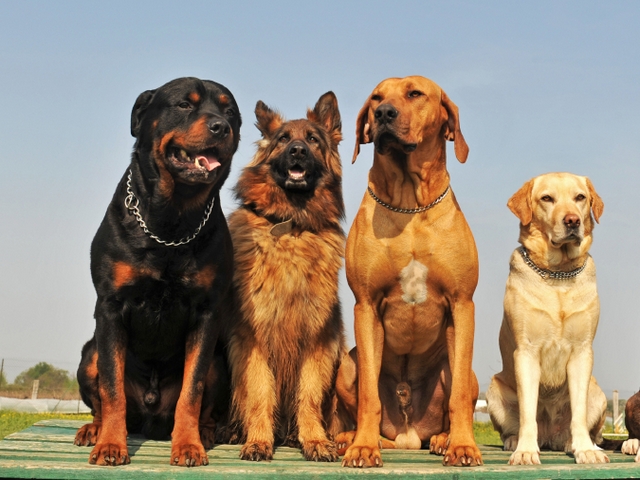 Крупные породы собак в Нижней Салде | ЗооТом портал о животных