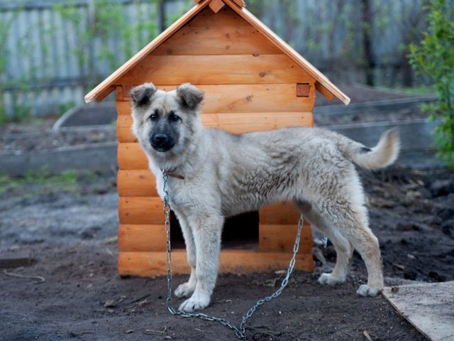 Все о собаках в Нижней Салде Все о собаках в Нижней Салде